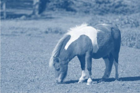 Ponyhaftpflicht, Pferdehalterhaftpflich für Pony hier sofort vergleichn und online abschließen. Bitte beachten das Stockmaß bei der Kleinpferd Versicherung - Ponyversicherung!